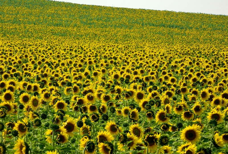 Семена подсолнечника, Подсолнечный Шрот, Масло